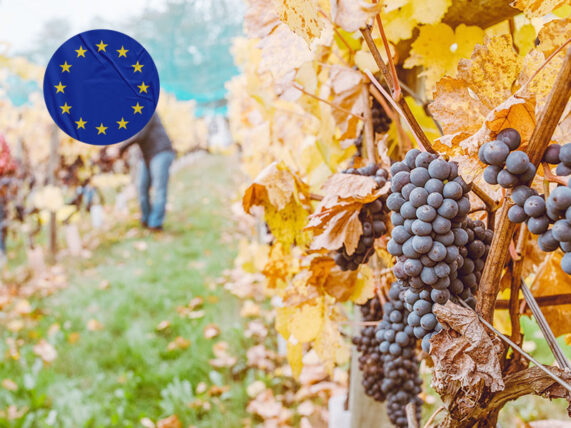 Grape trusses in a vineyard with a sticker of the EU flag in the sky {{brizy_dc_image_alt entityId=